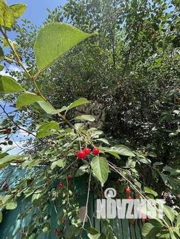 Дом 36м², 1-этажный, участок 5 сот.  